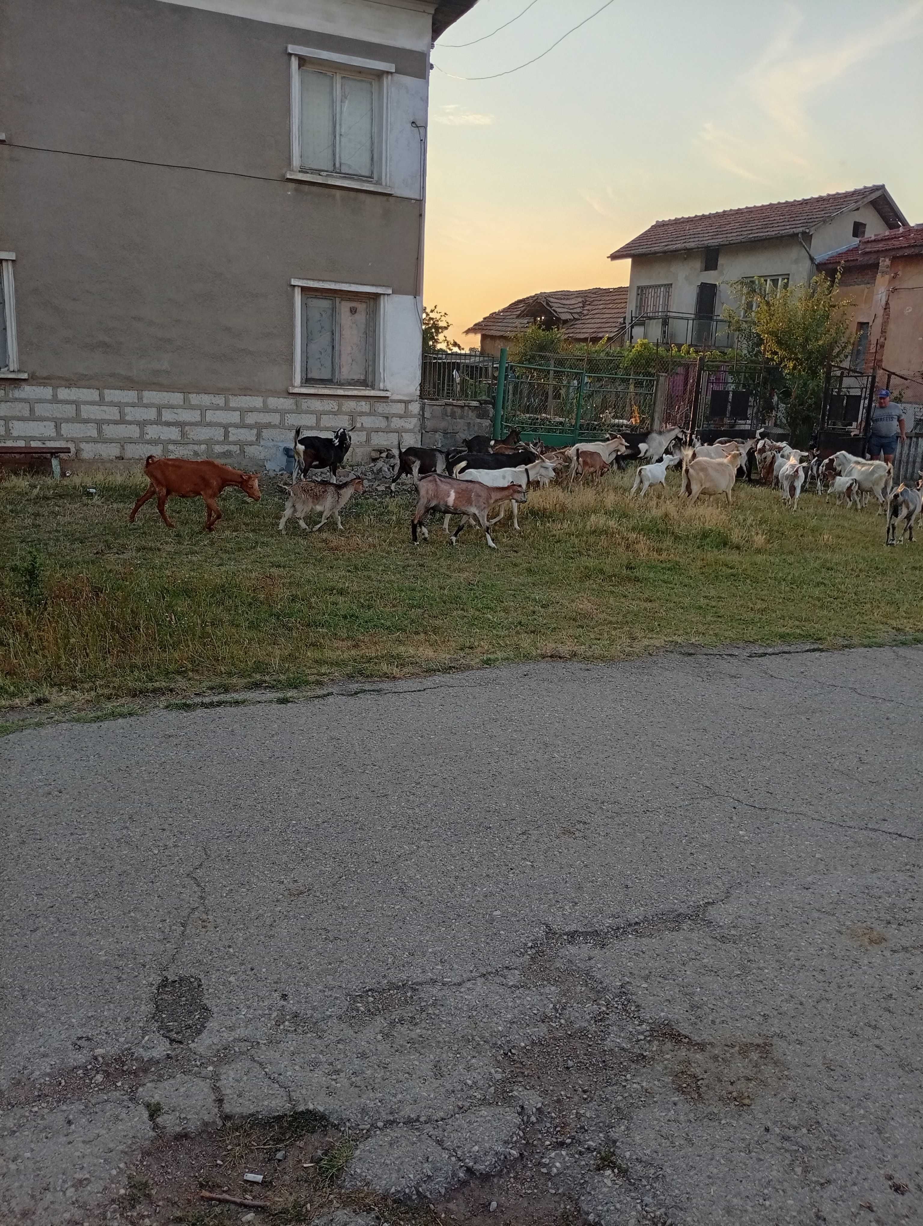 Продаване на кози