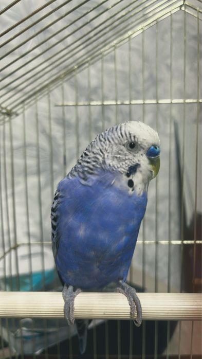 волнистый попугай