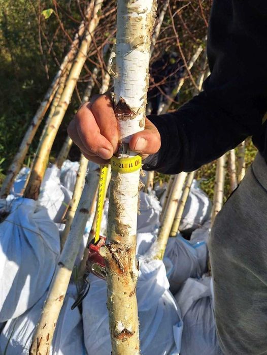 Arbori Foioși pentru Amenajare (3-5m) | Tei, Platan | Drept de Refuz