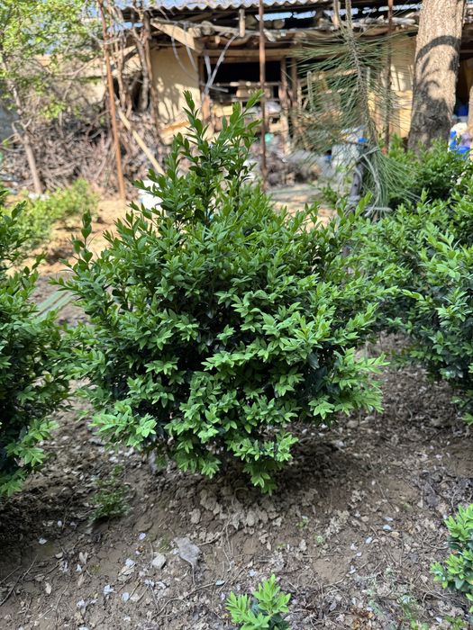 Shamshod sotiladi 50-60 cm