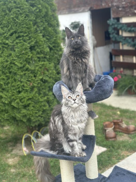 Felisa acreditata Maine Coon - Pedigree