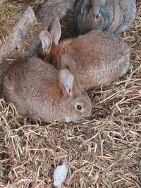 Кролики разных возрастов от 1 др 6 мес