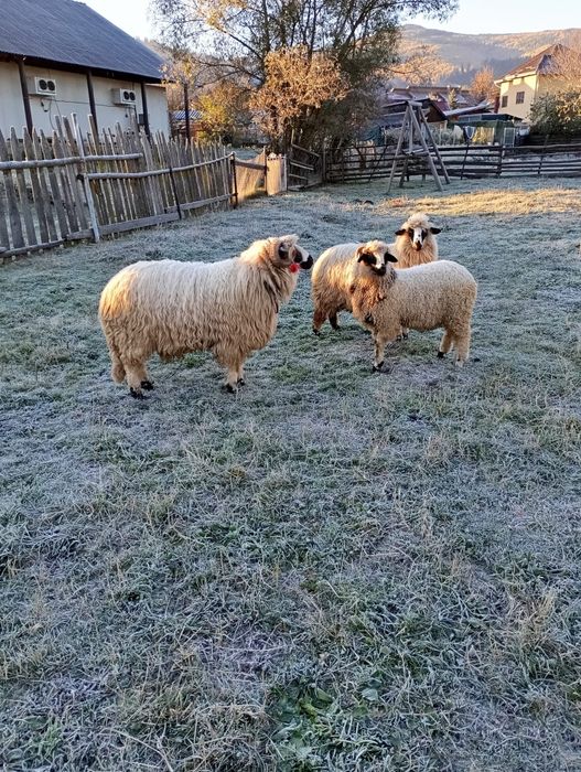 Berbec tânăr de vânzare/schimb