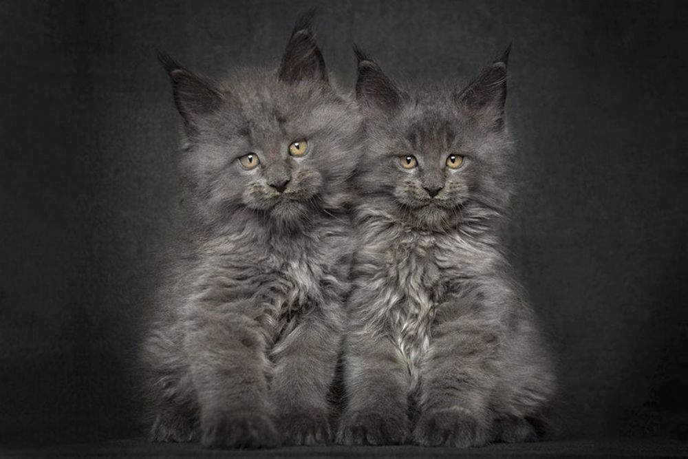 Мейн Куны - котята ( РЕДКИЙ ГОЛУБОЙ - СЕРЫЙ )