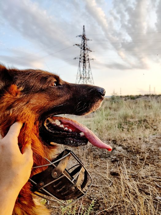 Ищем невесту Немецкой овчарки!