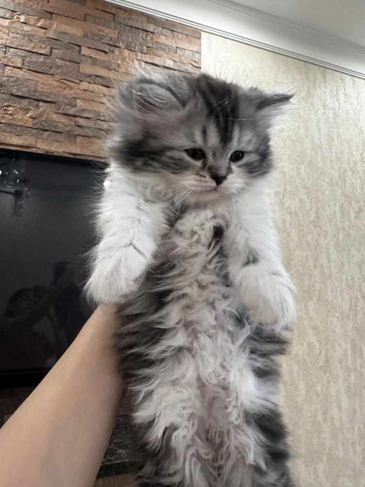 Котята скотиш фолд