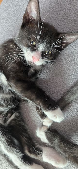 Pisicuțe spre adopție