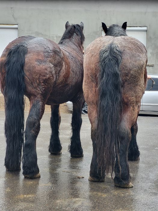 Iapa si cal de vanzare pereche