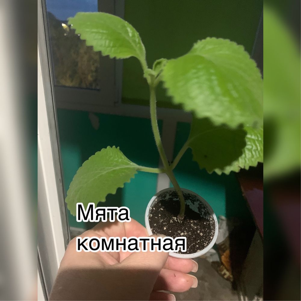 Продам комнатные растения