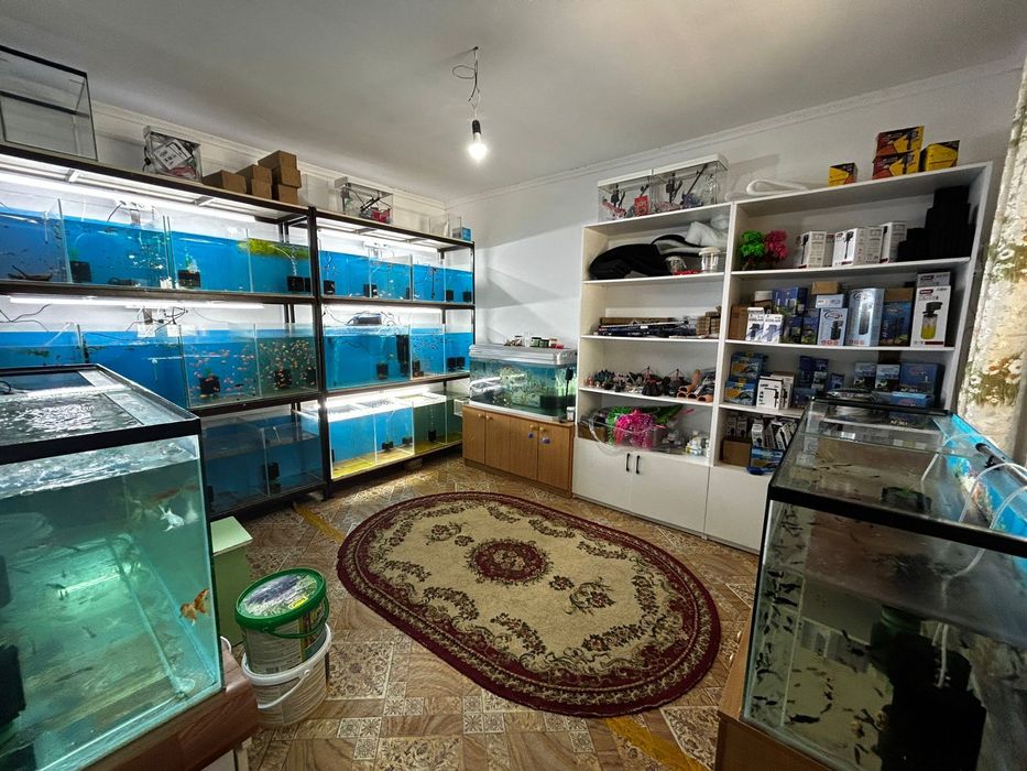 Аквариумные рыбки.