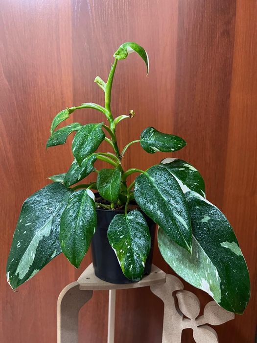 Продам Philodendron White Wisard