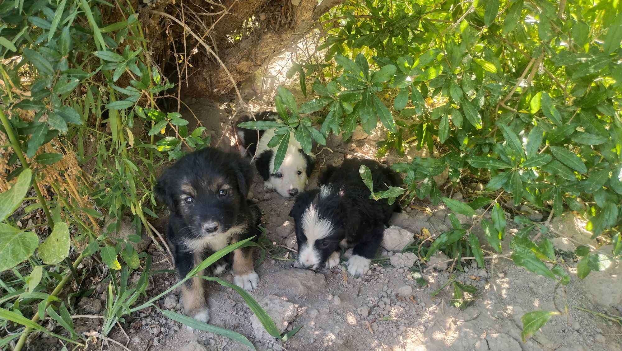 3 it bolalari urg'ochi , erkaki qolmadi.