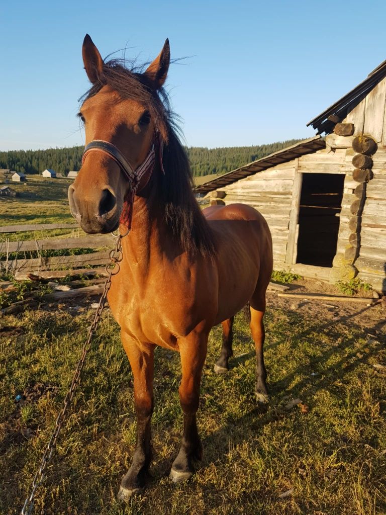 Vând mânza  de 11 luni mai multe detalii  la telefon