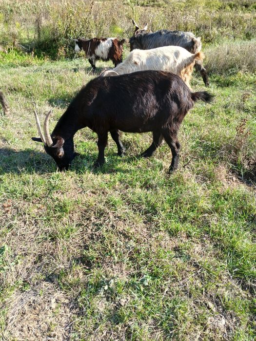 Capre,iezi  iede si tapi