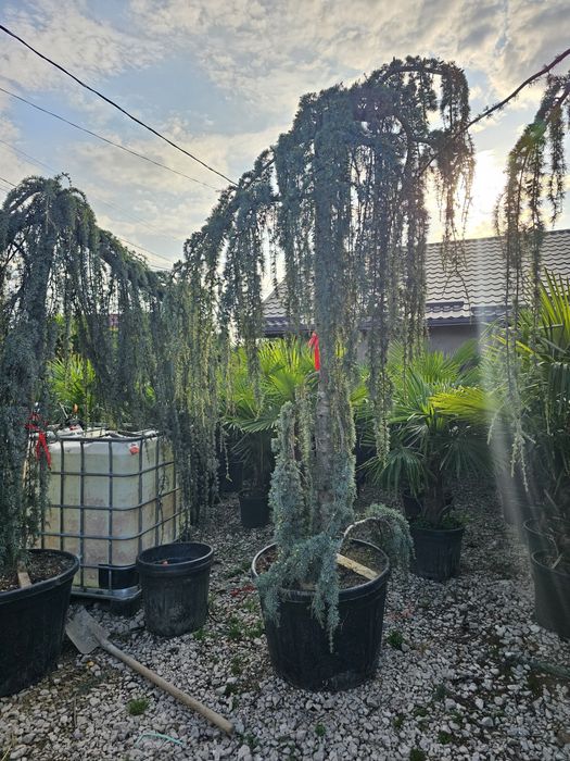 Vand cerdii pletosi ( cedrus atlantica glauca ) plangator