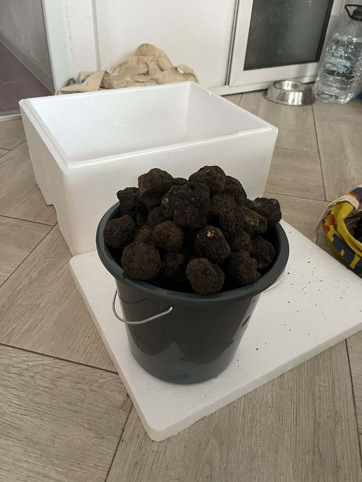 Trufe negre de iarnă