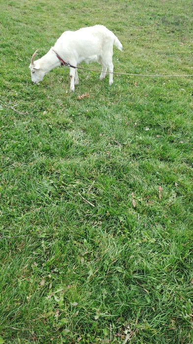 Vând capre în comuna Drăgușeni jud Botoșani