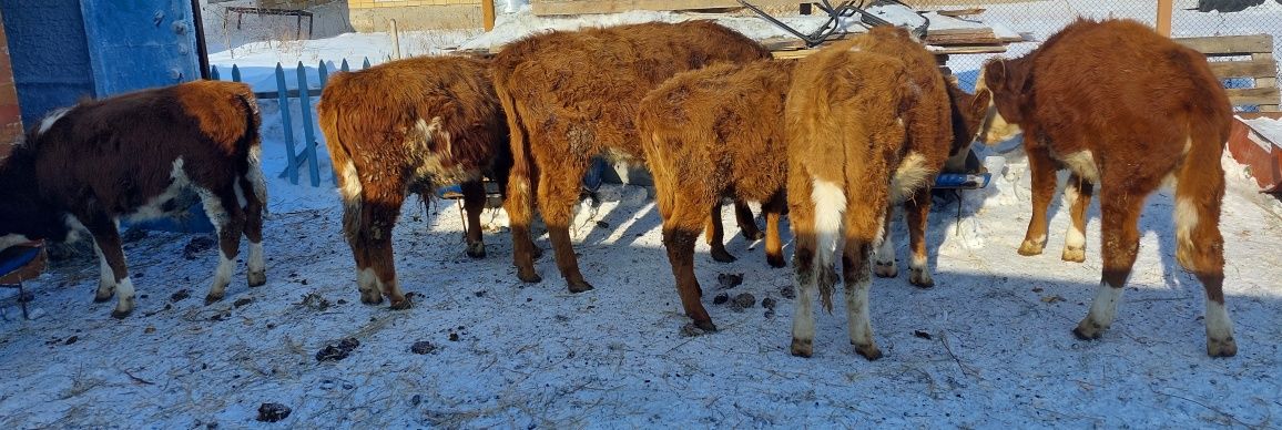 Поменяю 6 голов. КРС . на Овец и Лошадей.