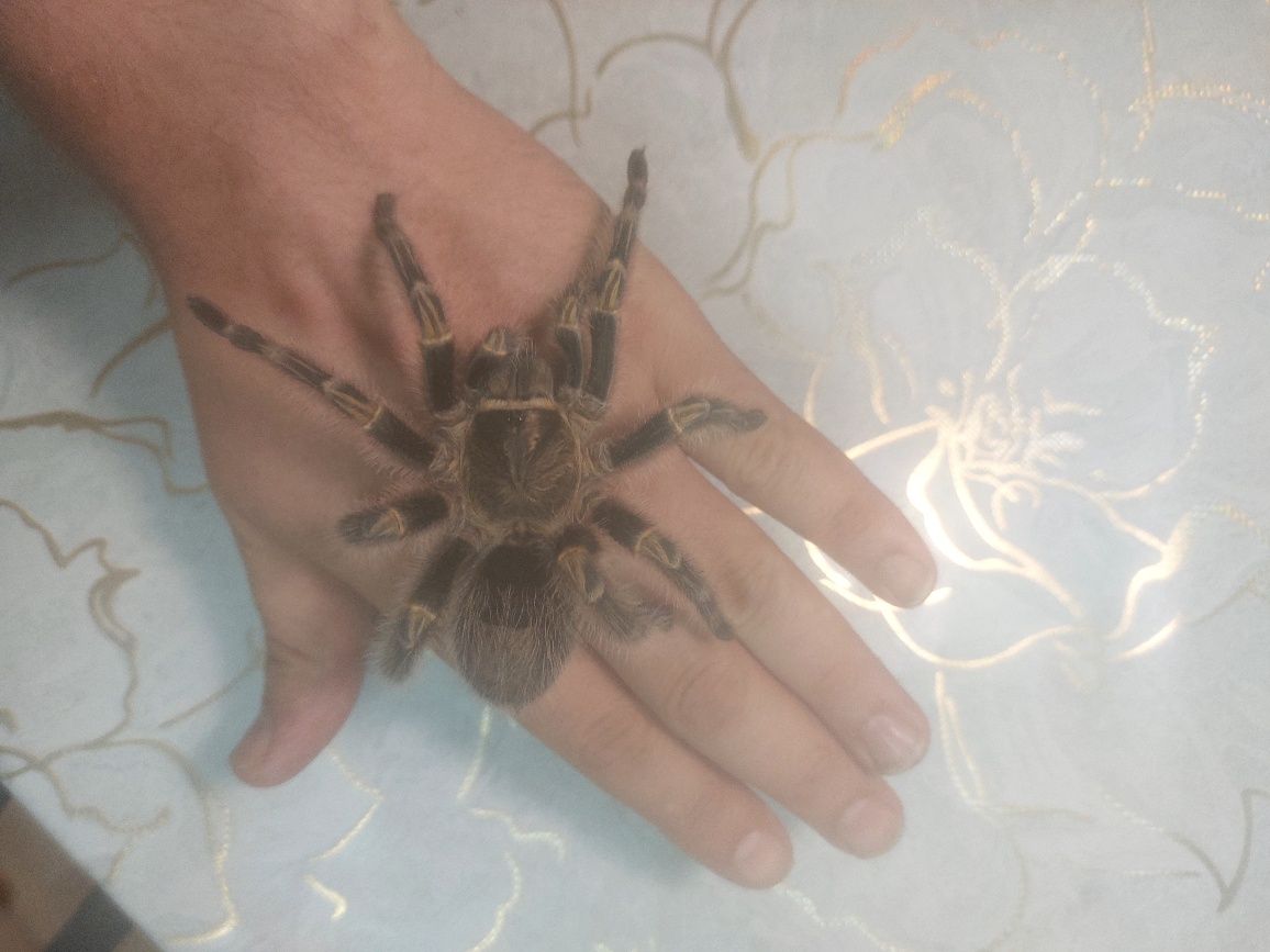 Адульт самка Grammostola pulchripes (aureostriata)