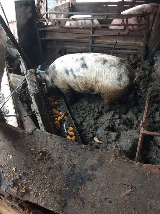 Baloți de lucernă rotunzi de vînzare