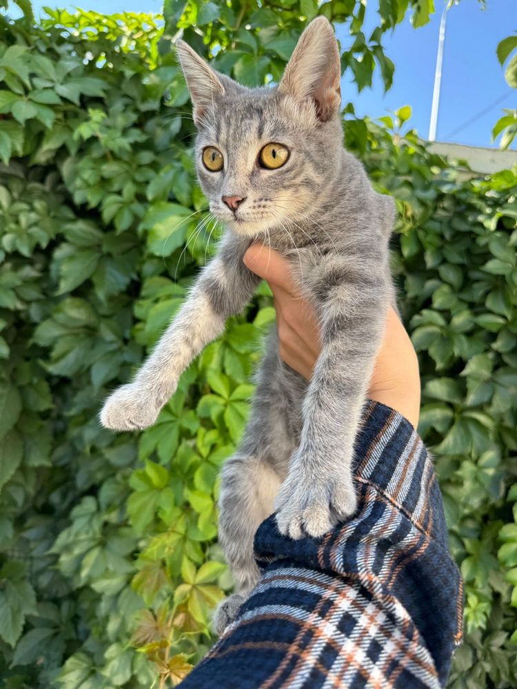 Отдам котёнка в добрые руки!
