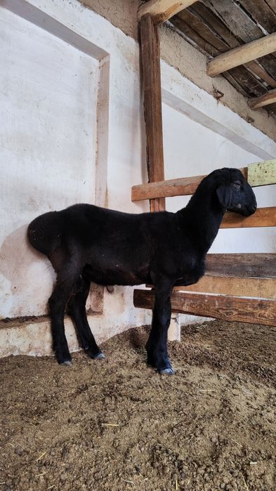 Qozi qochqorla sotiladi