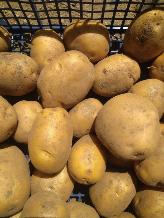 Родопски картофи нова реколта