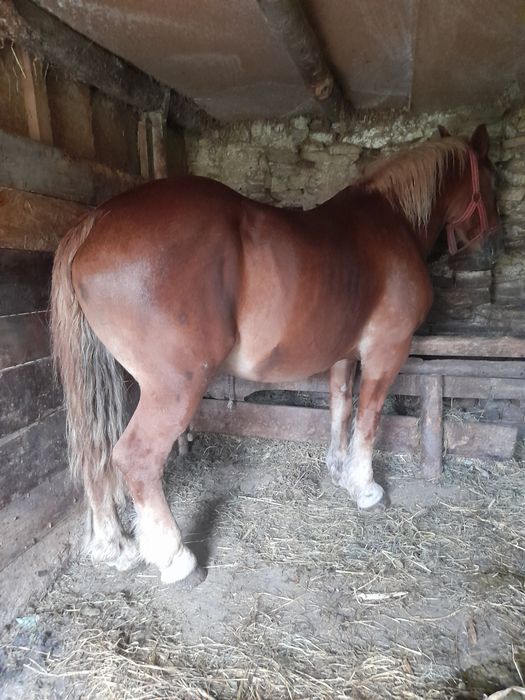 Vând iapa de 8 ani gestanta In 4 luni