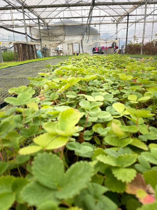 Stoloni Căpșuni Remontanți Amandine – Producție Continuă