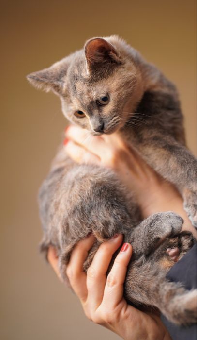 Девочка котенок в поисках дома, Ташкент! Mushukcha uy qidiryapti