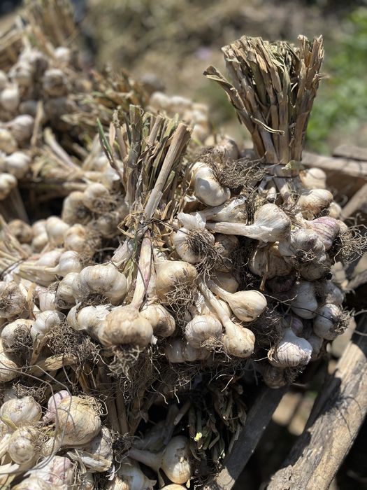 Usturoi Romanesc de vanzare