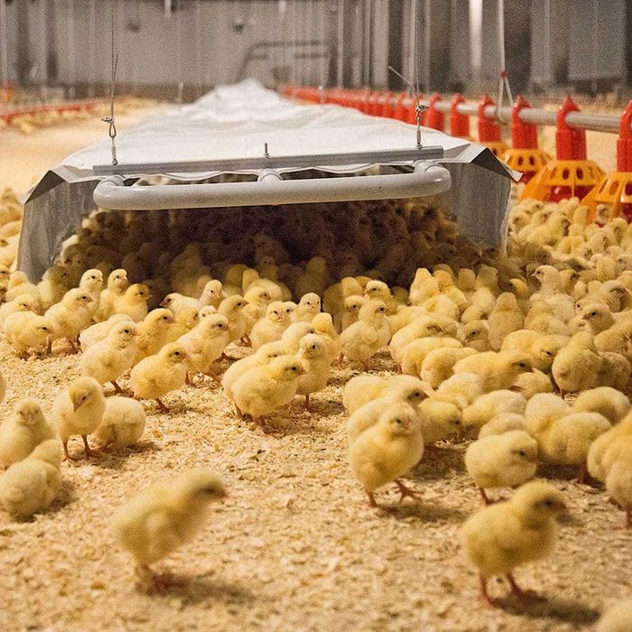 Цыплята бройлеров суточные продам