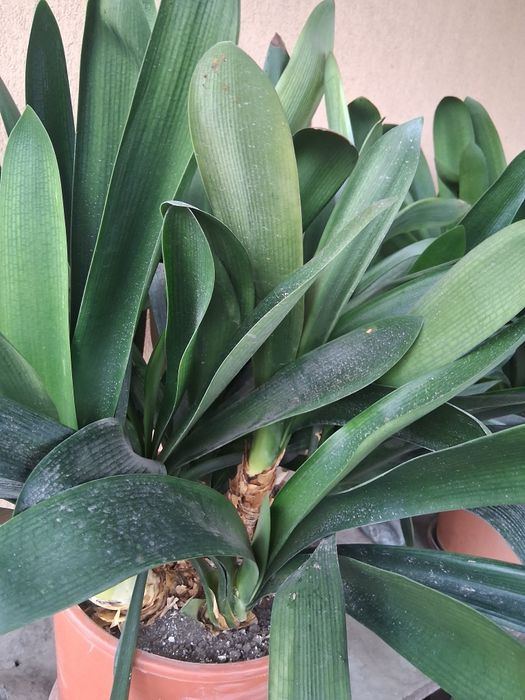 Vând plantă interior amaryllis