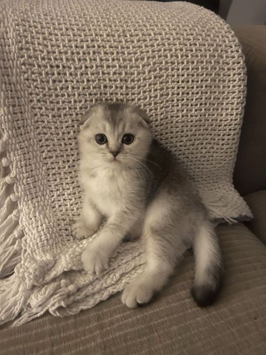 Вислоухая кошка отдам в хорошие руки