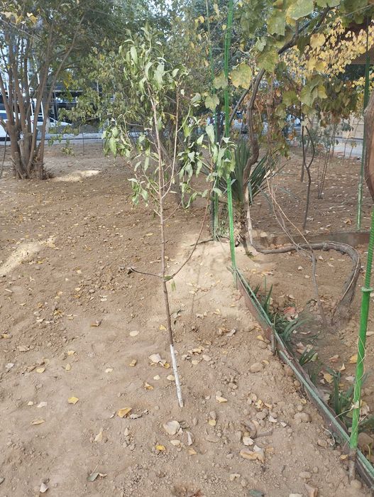 Плодовые деревья саженцы плодоносящие