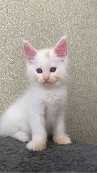 Мейн кун белоснежный кот