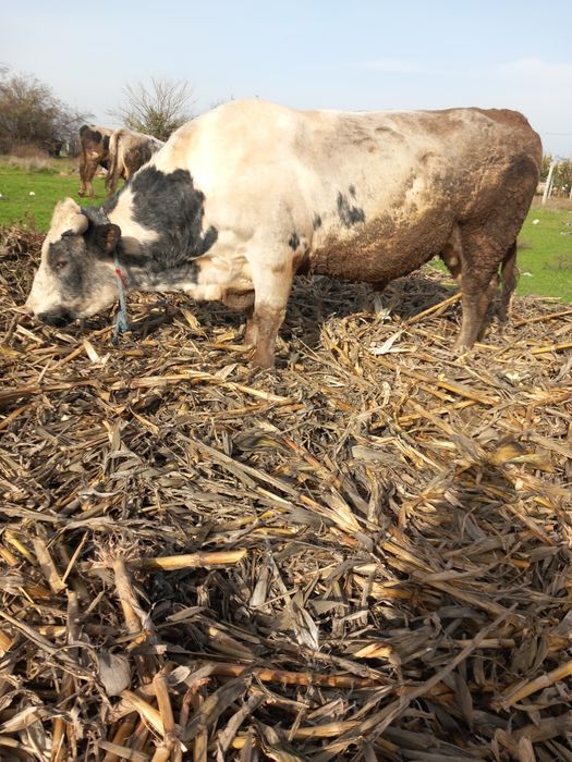 Vind un taur de doi ani su jumatate