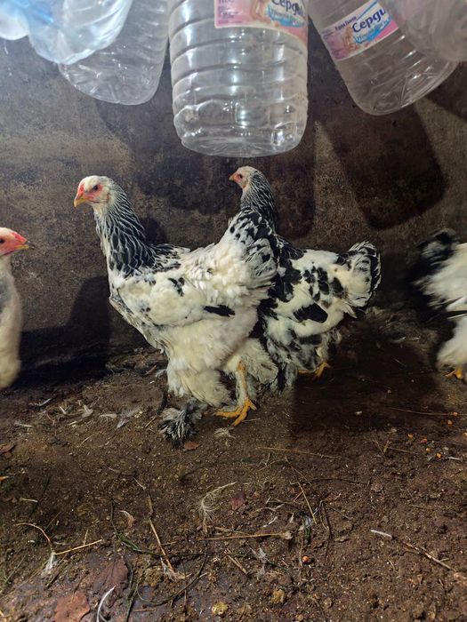 Продавам кокошки брама