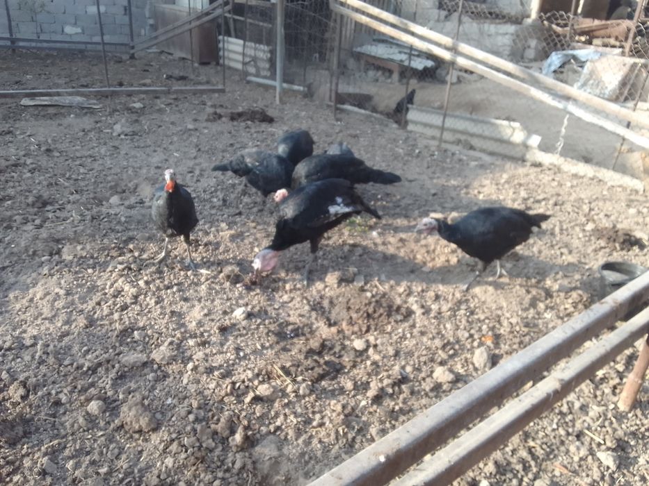 Kurkalar 5ta ayol 2ta erkagi