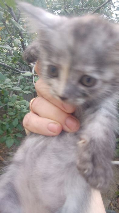 Котики и кошечки