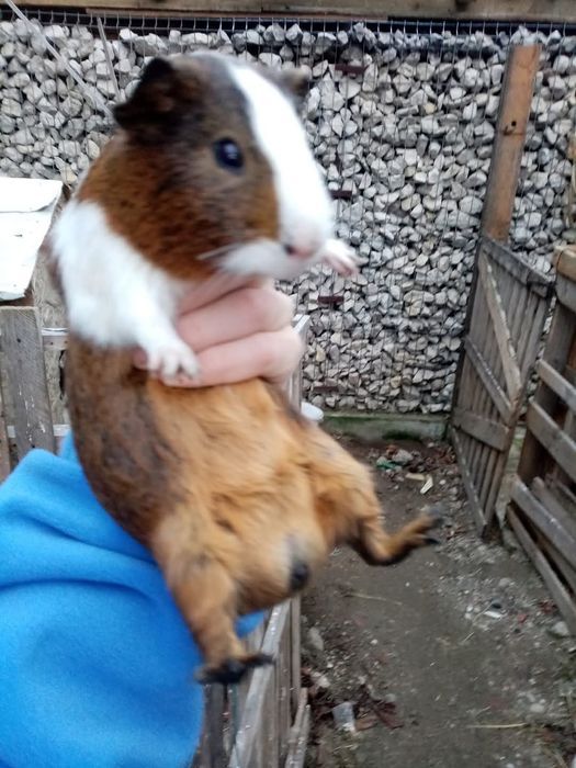 De vânzare porcușori de guineea