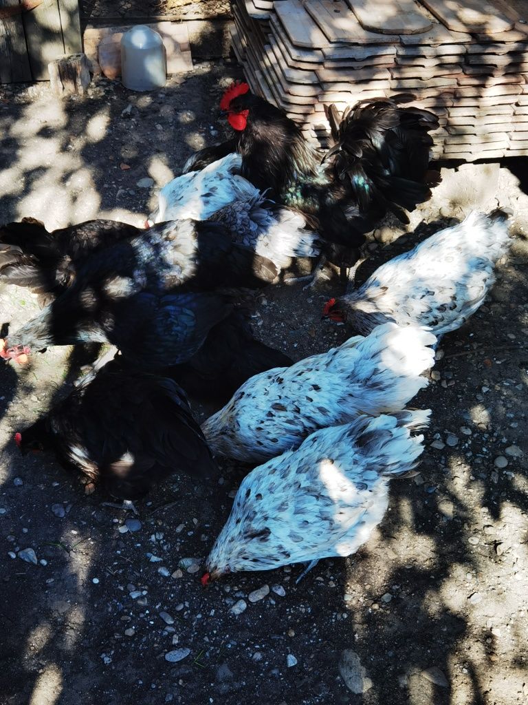 Vând două familii de găini ouătoare australop
