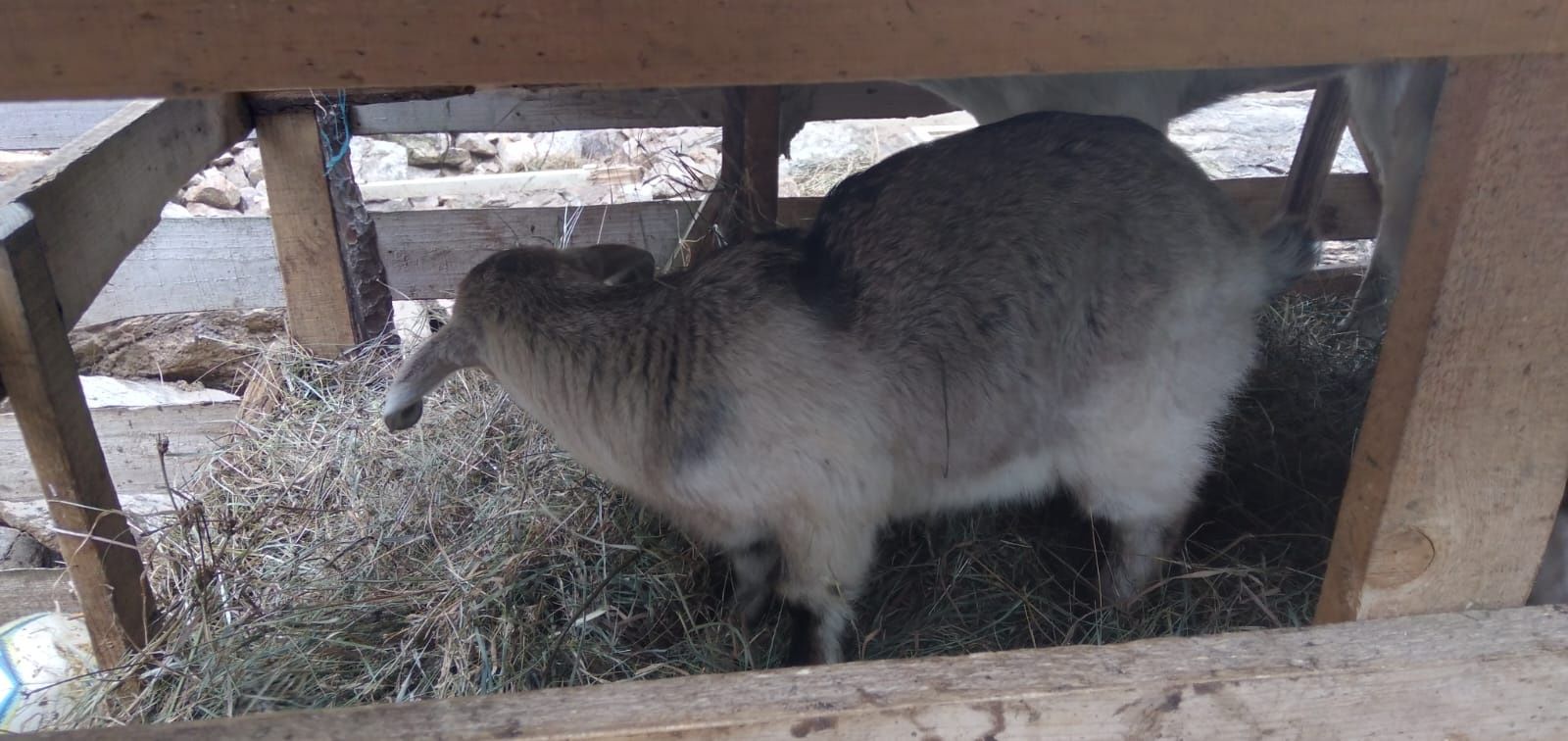 Lichidare de fermă! Vând capre, iezi și țap