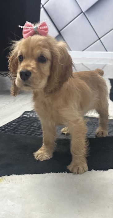 Cocker Spaniel – 2 luni, 2 vaccinuri, 2 deparazitări