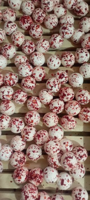 Qurt sotiladi zakas olamiz