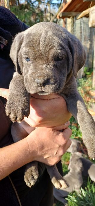 Кане корсо кученца