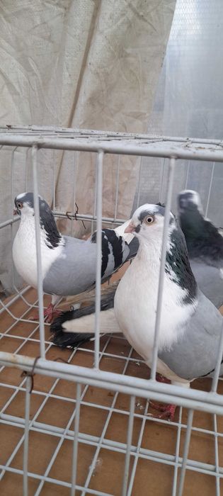 Porumbei jucatori de galati