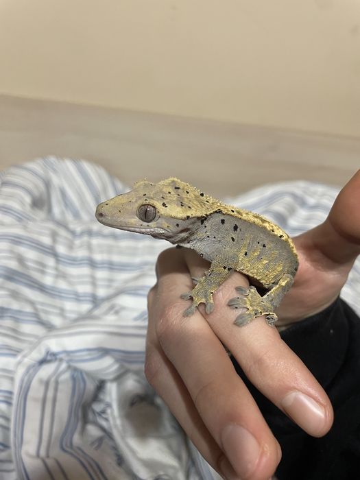 Crested Gecko pui si adulti