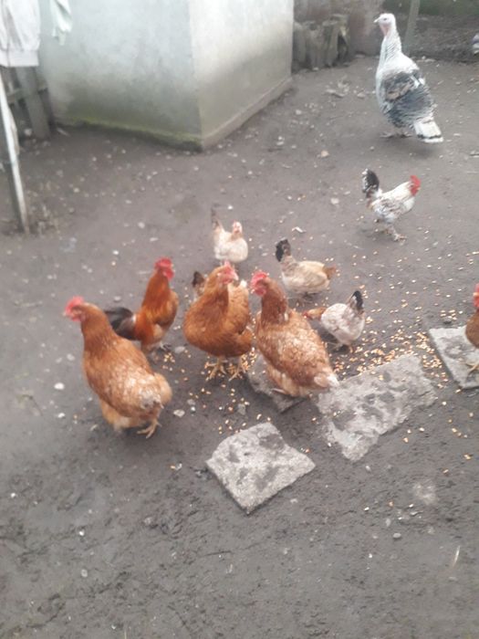 Vand cocosi si găini pitici.