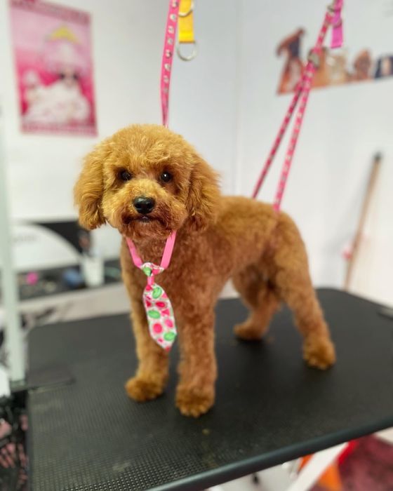 Toaletaj Canin IuliaS